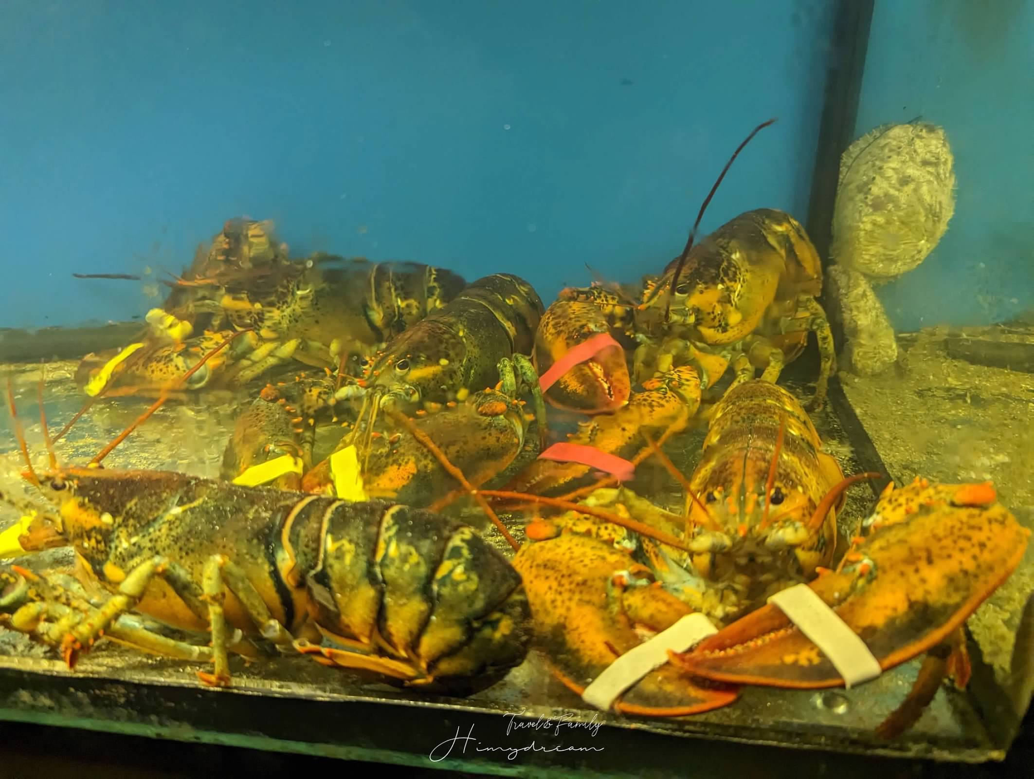 上走走日式無菜單燒肉專門店-千元超值和牛料理- 置身在水族館內的燒肉店- 新竹人氣餐廳 -金箔冰淇淋-生牛肉海膽手卷-和牛握壽司-新竹生日聚餐推薦-新竹大餐推薦-新竹氣氛餐廳-新竹人氣燒肉-新竹燒肉-新竹無菜單-新竹日料-新竹海鮮推薦-新竹吃和牛 新竹Ａ5和牛-和牛吃到飽-新竹和牛店-和牛無菜單-新竹必吃燒肉 