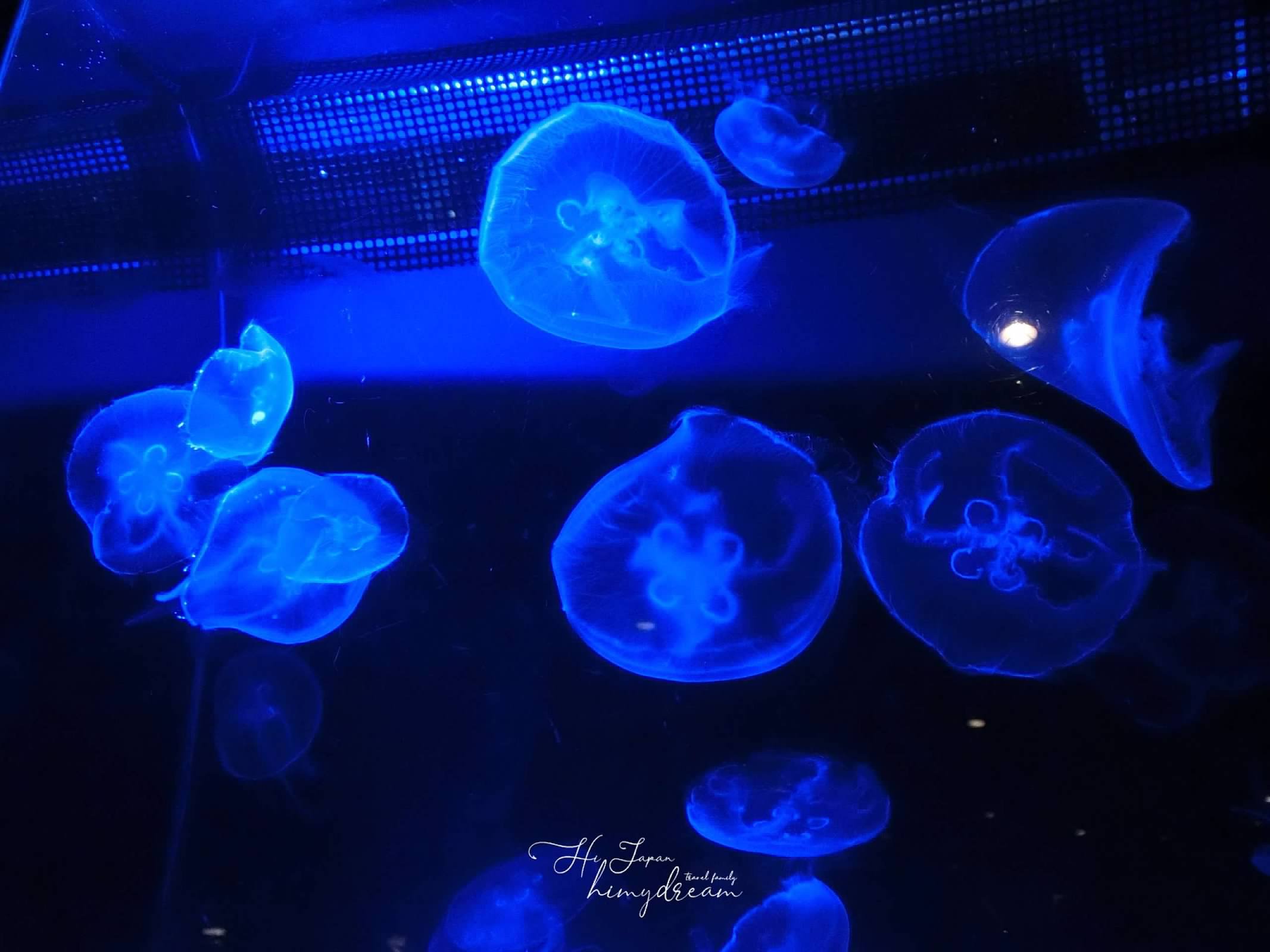 觸摸海星生物 