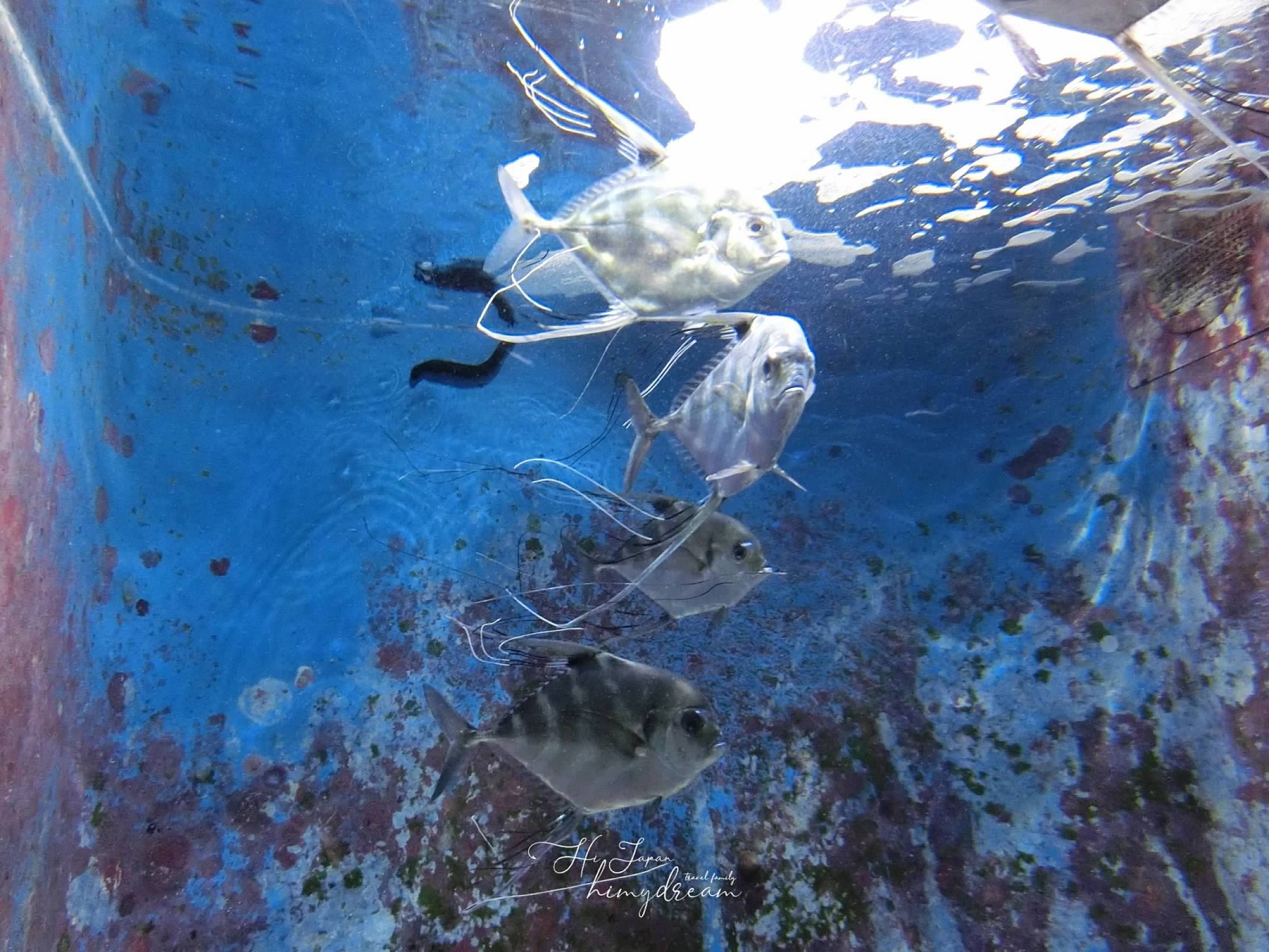 摸摸看海星
