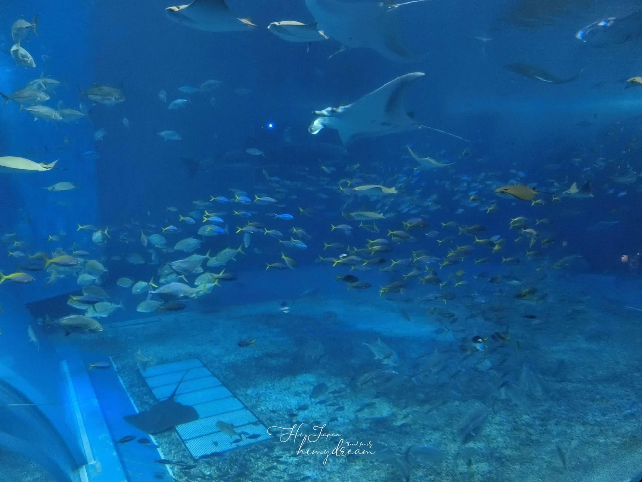 最大水族館