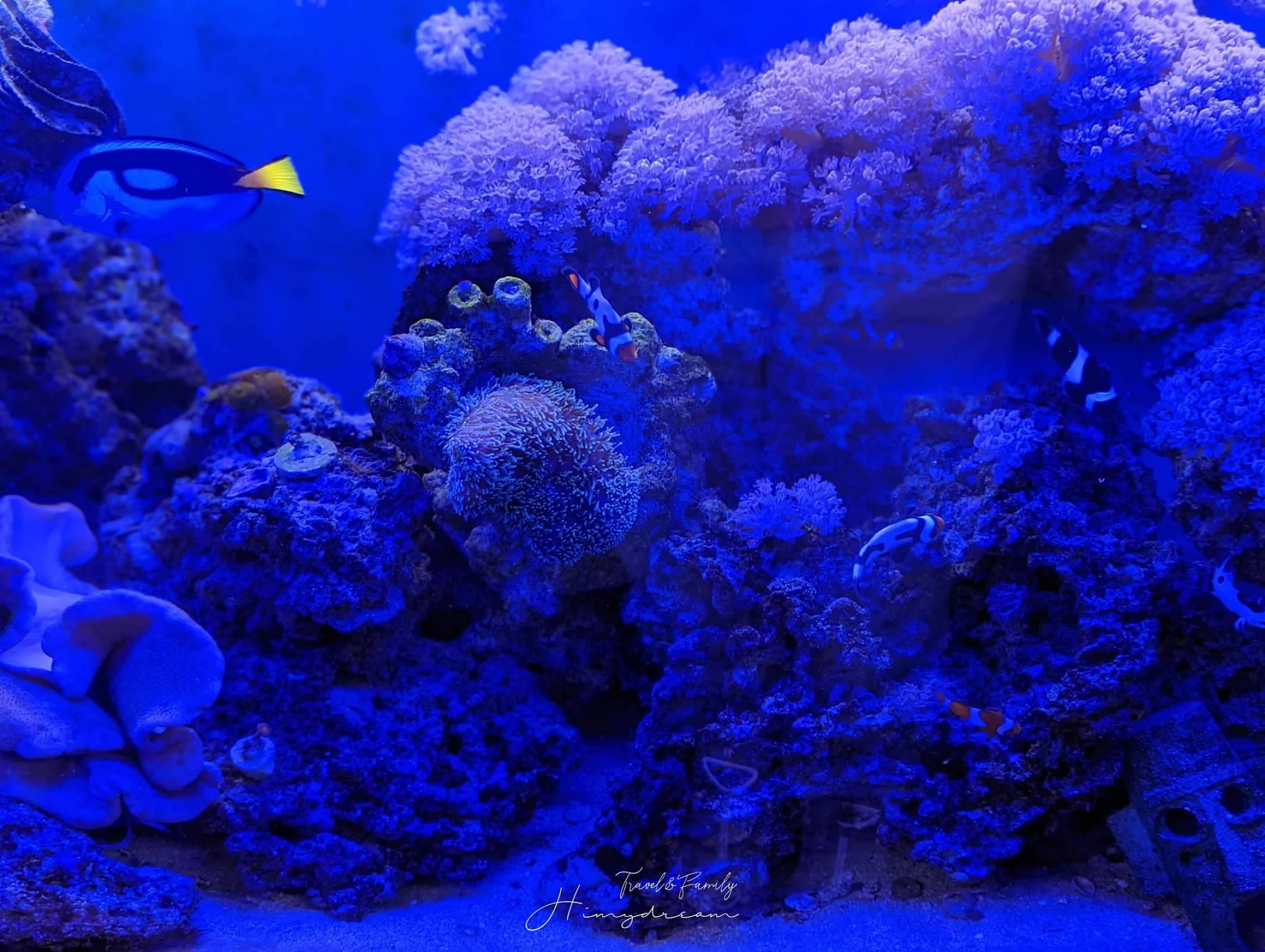 上走走日式無菜單燒肉專門店-千元超值和牛料理- 置身在水族館內的燒肉店- 新竹人氣餐廳 -金箔冰淇淋-生牛肉海膽手卷-和牛握壽司-新竹生日聚餐推薦-新竹大餐推薦-新竹氣氛餐廳-新竹人氣燒肉-新竹燒肉-新竹無菜單-新竹日料-新竹海鮮推薦-新竹吃和牛 新竹Ａ5和牛-和牛吃到飽-新竹和牛店-和牛無菜單-新竹必吃燒肉 