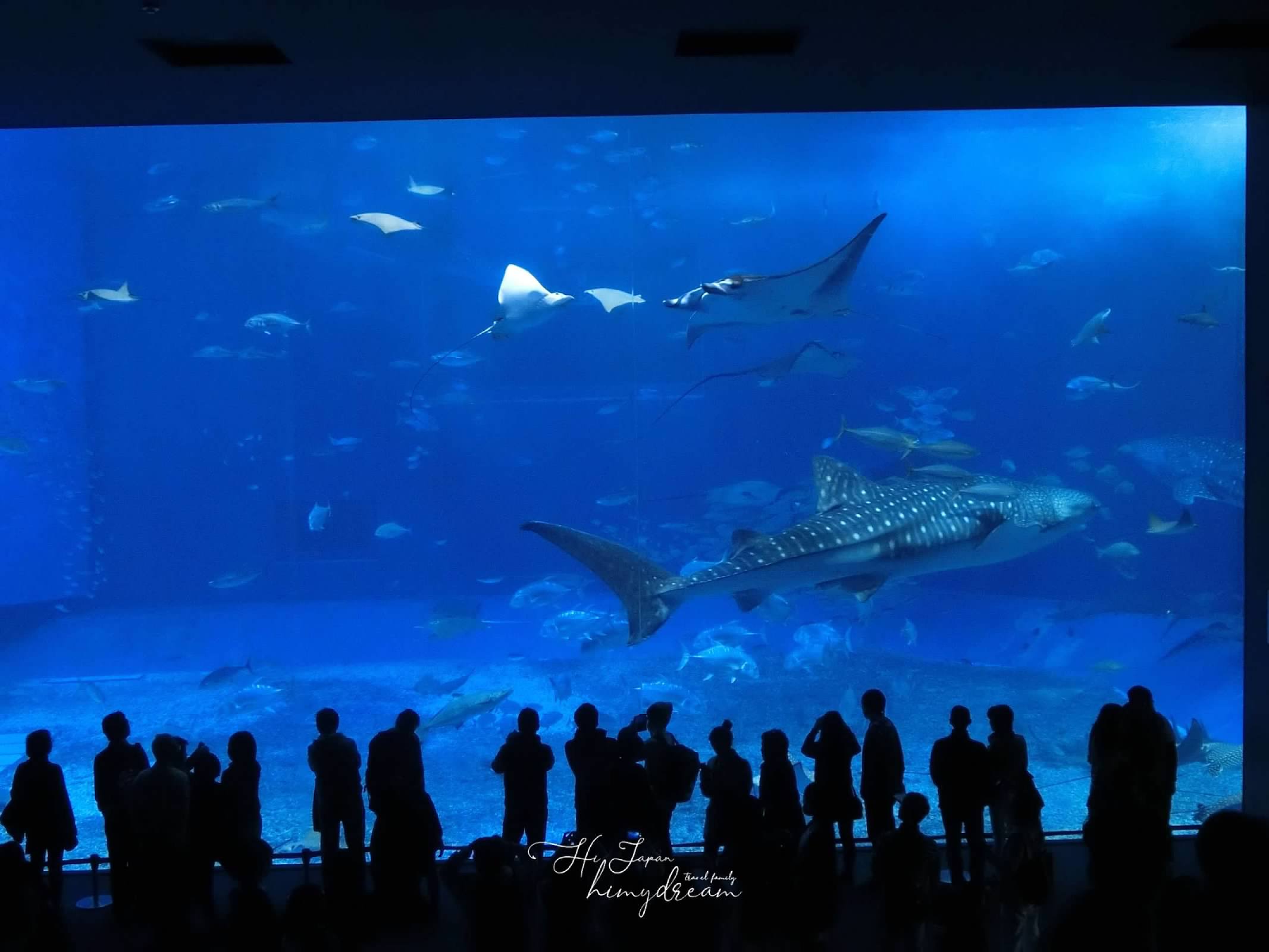 鯨鯊餵食秀水族館 