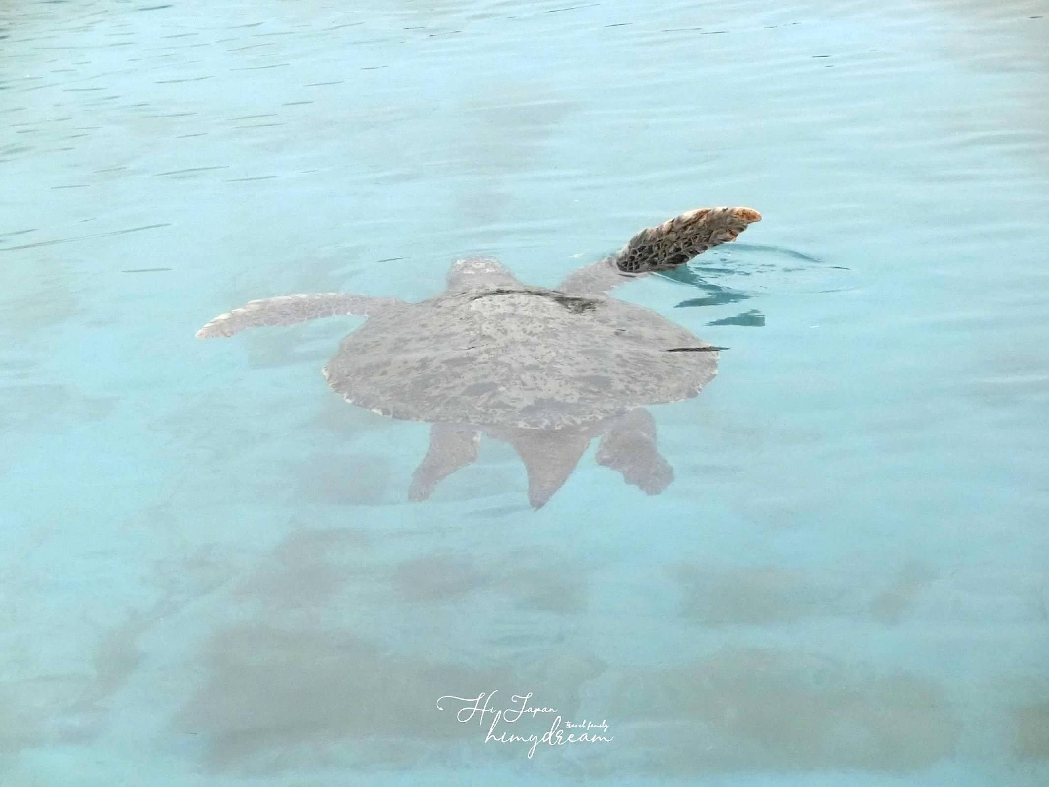 ウミガメの生態 