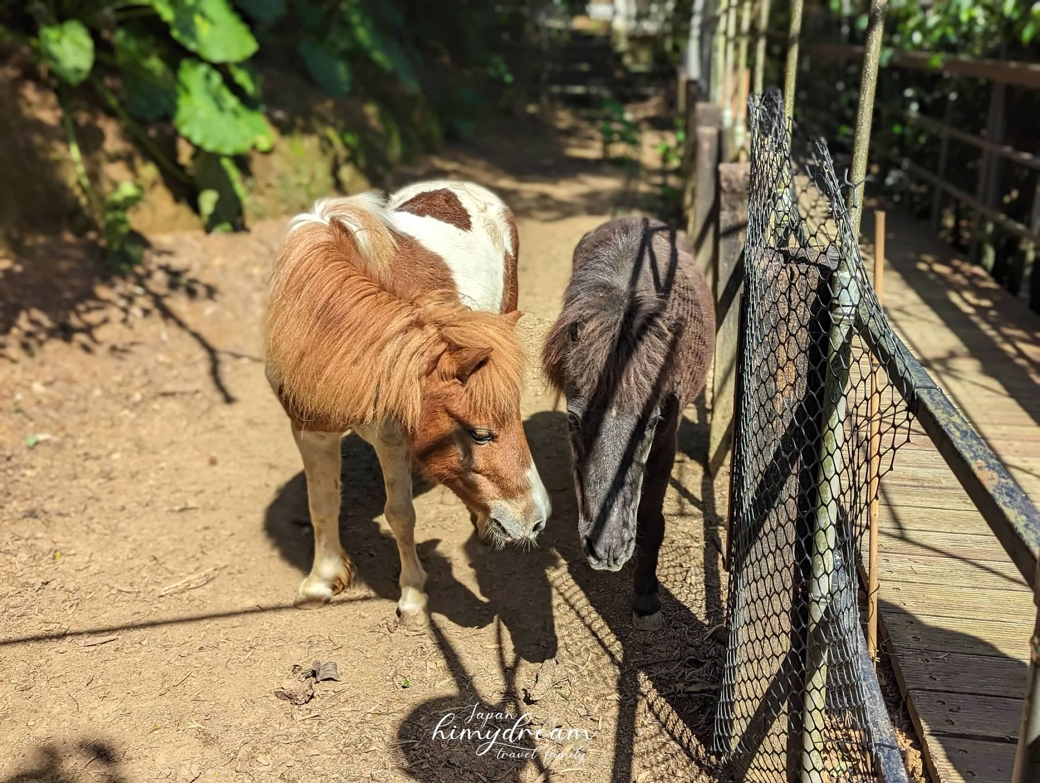 三芝看小馬 