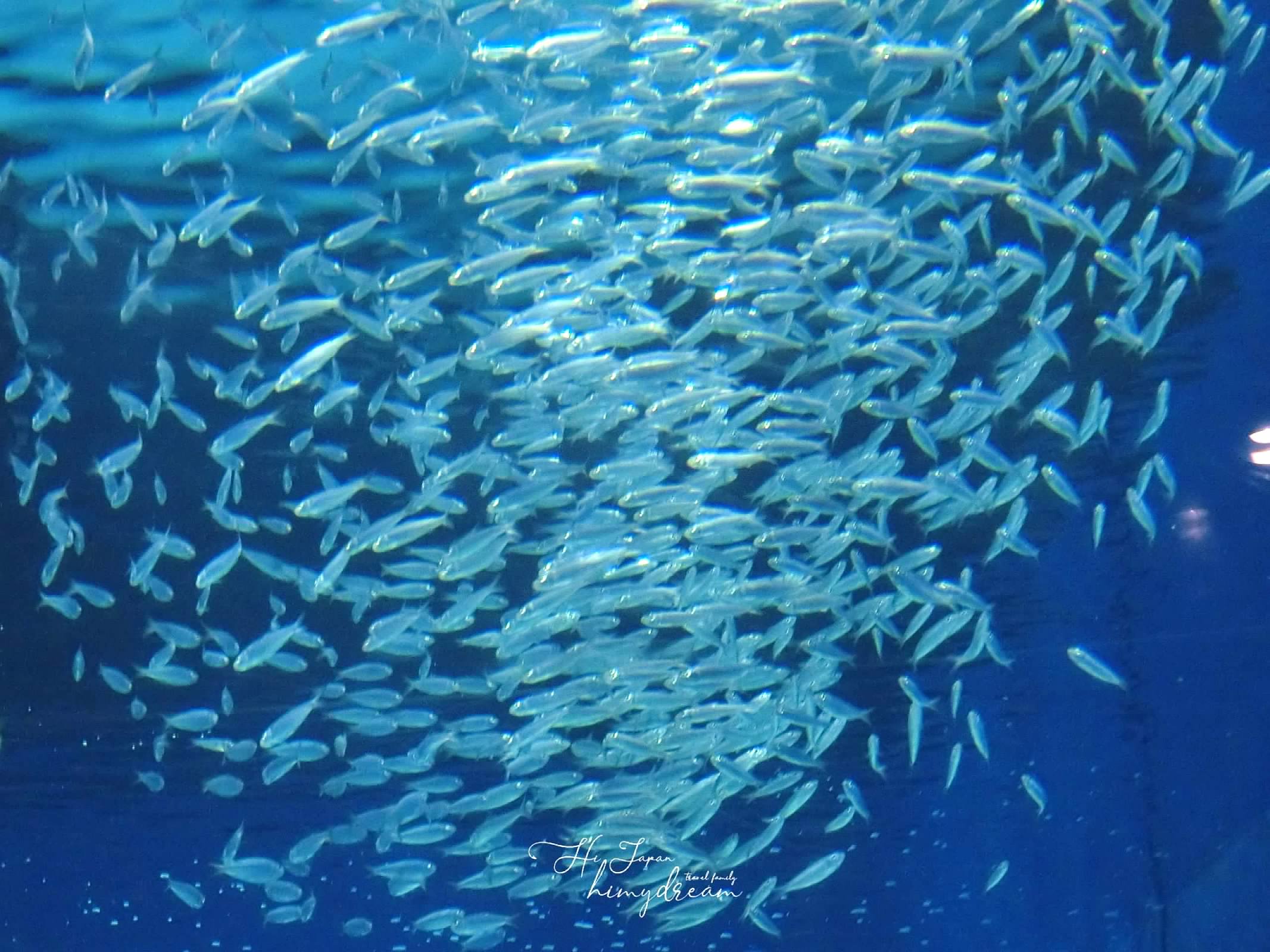 最大鯨鯊 