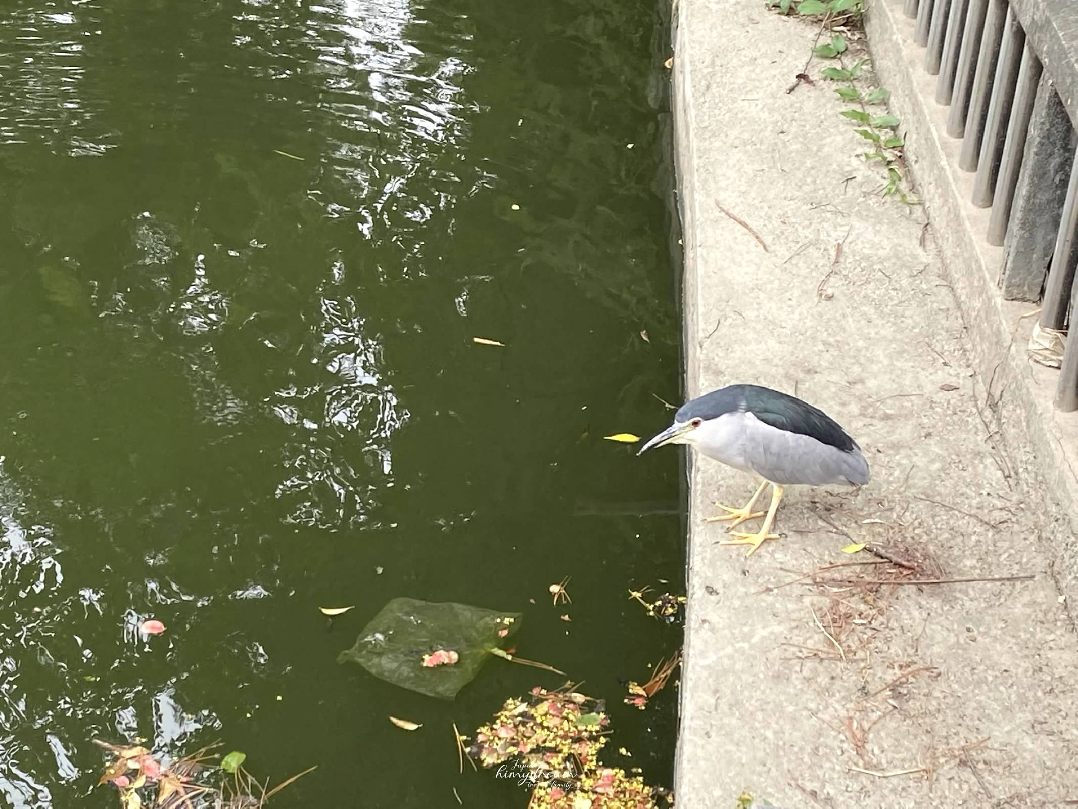 萬華親子館-台北雨天室內免費景點 -跳跳床免費-專屬幼兒0-2 -嬰兒爬行遊玩區-青年公園-魚池-溜滑梯 -近南機場夜市-台北親子景點推薦-台北雨天免費景點-台北小汽車免費-台北市內免費景點-嬰兒適合帶去哪玩-嬰兒免費景點-幼兒免費放電場所-跳跳床免費課程-免費跳床-訓練平衡感遊戲區-免費訓練平衡感玩具