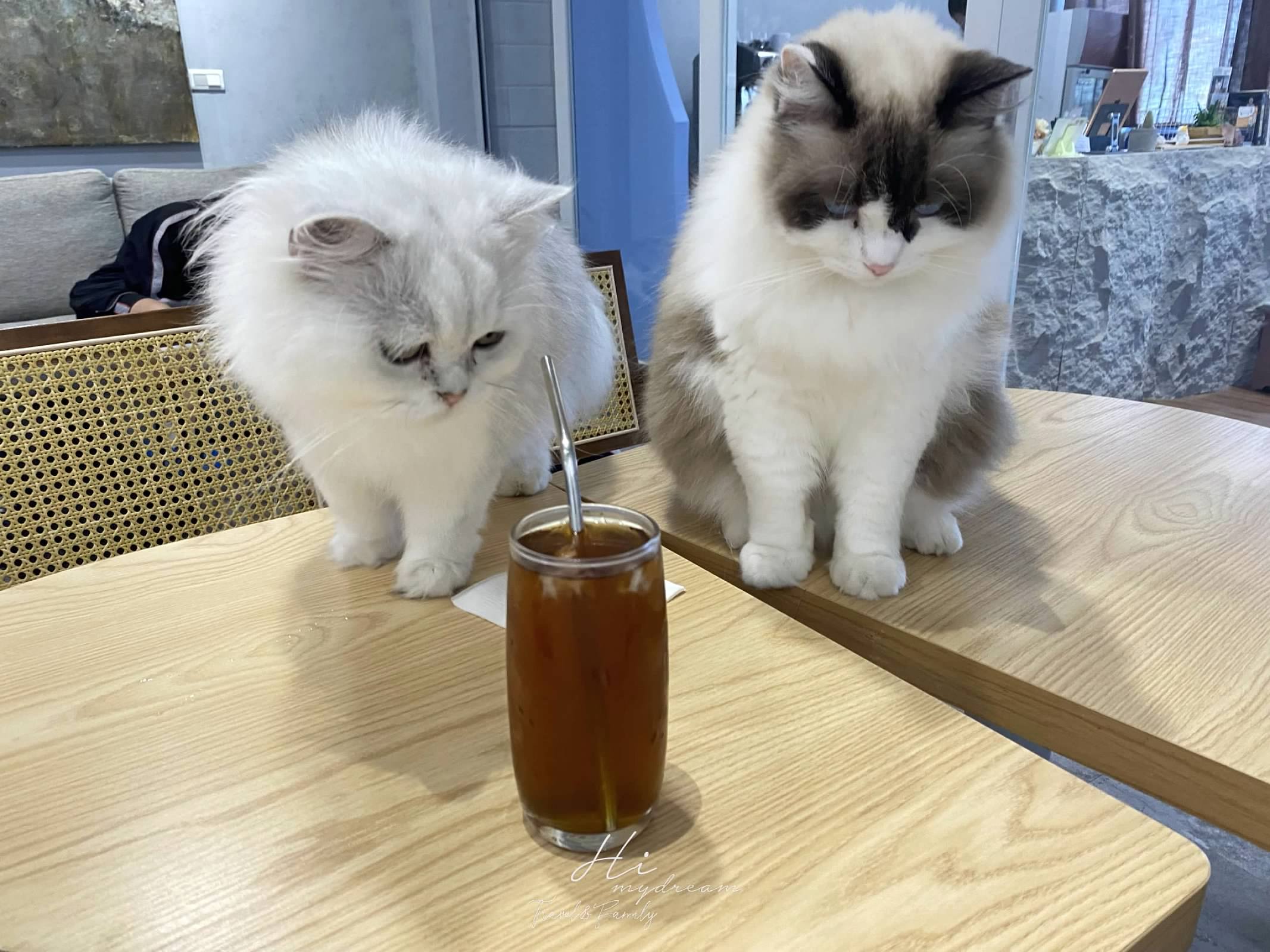 Faith café貓咪下午茶 