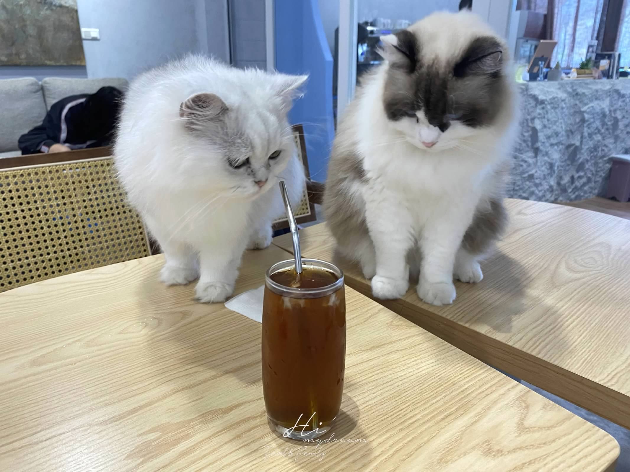 Faith café貓咪下午茶 