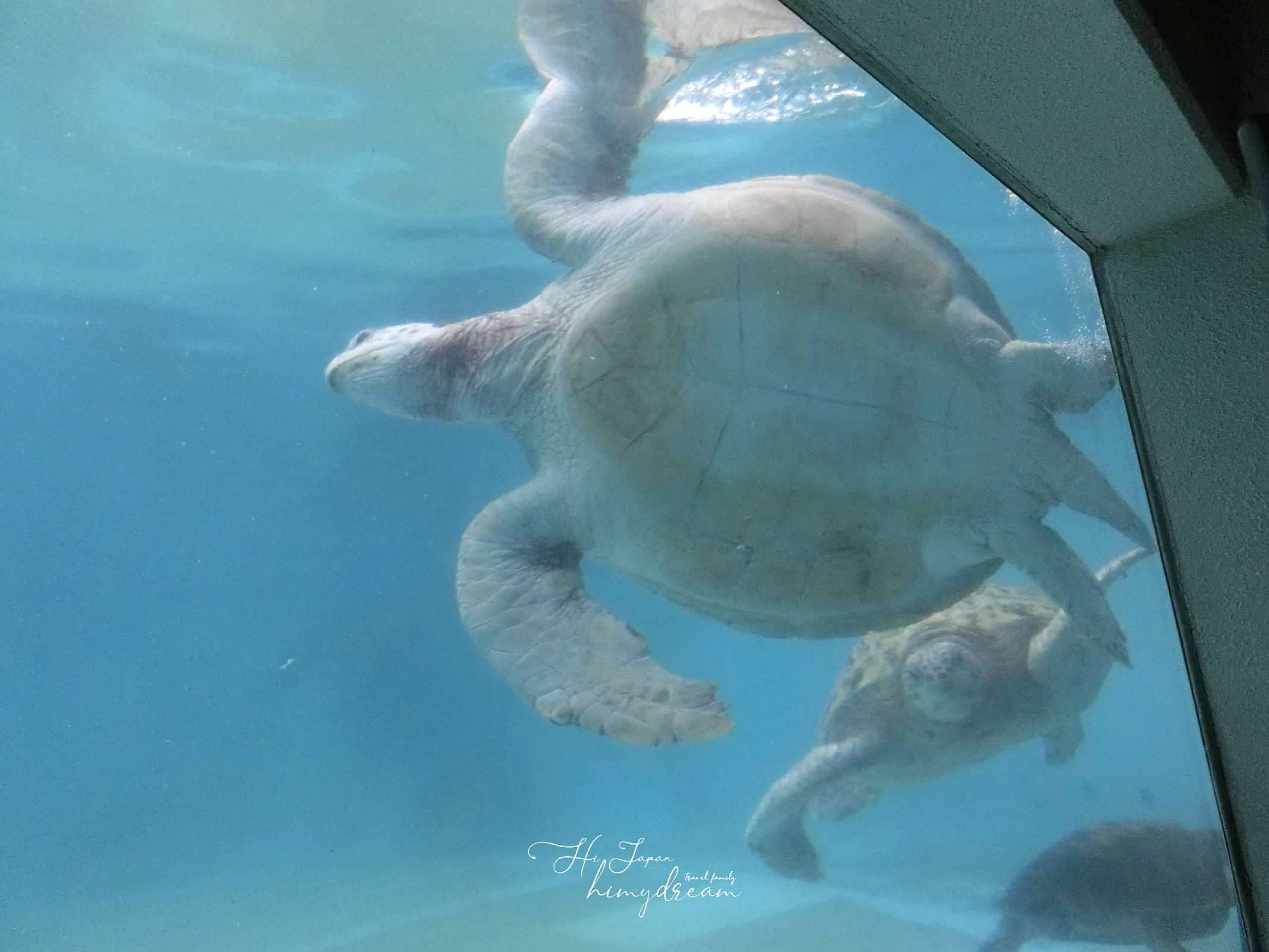アオウミガメのほか 