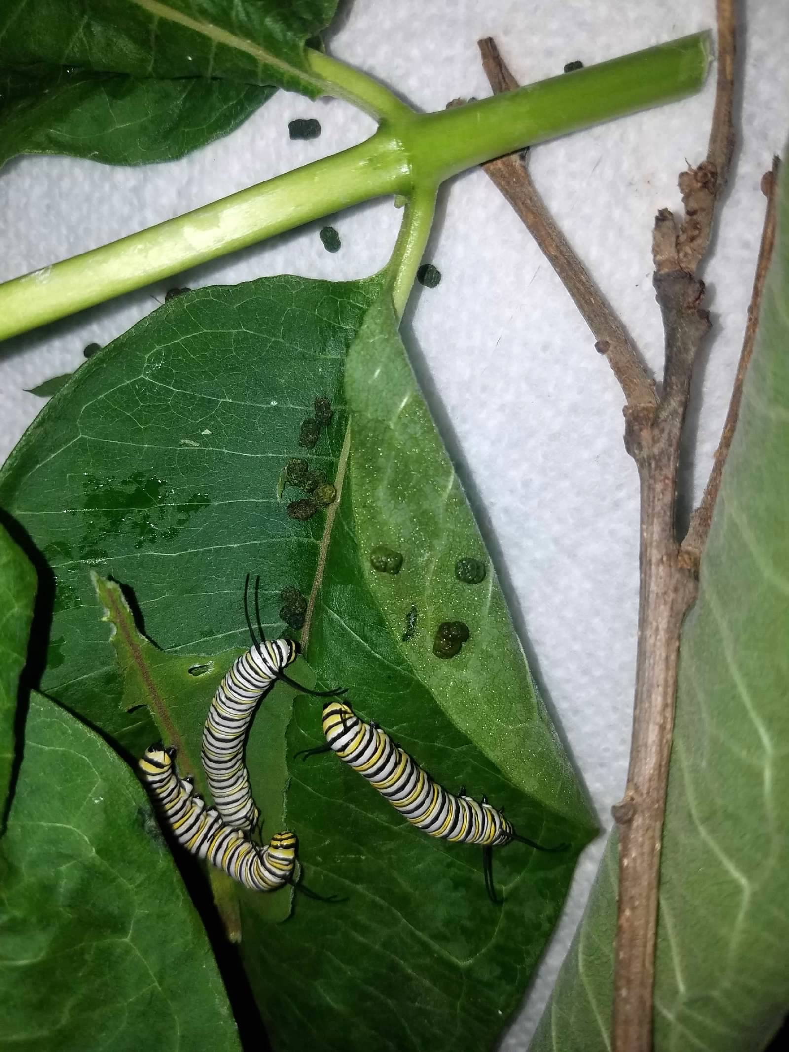 Mid-sized monarch caterpillars and their frass (aka poop). 