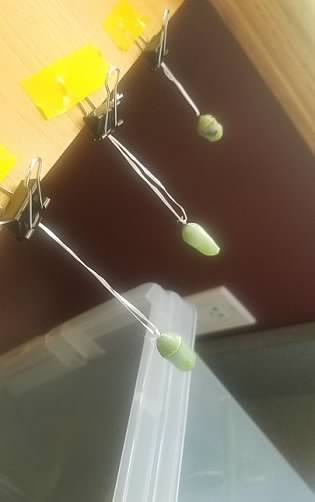 Monarch butterfly chrysalis hanging from dental floss. 