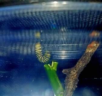 Monarch caterpillar hanging upside-down before turning into a chrysalis. 