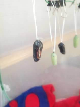 A transparent monarch butterfly chrysalis before the butterfly emerges. 