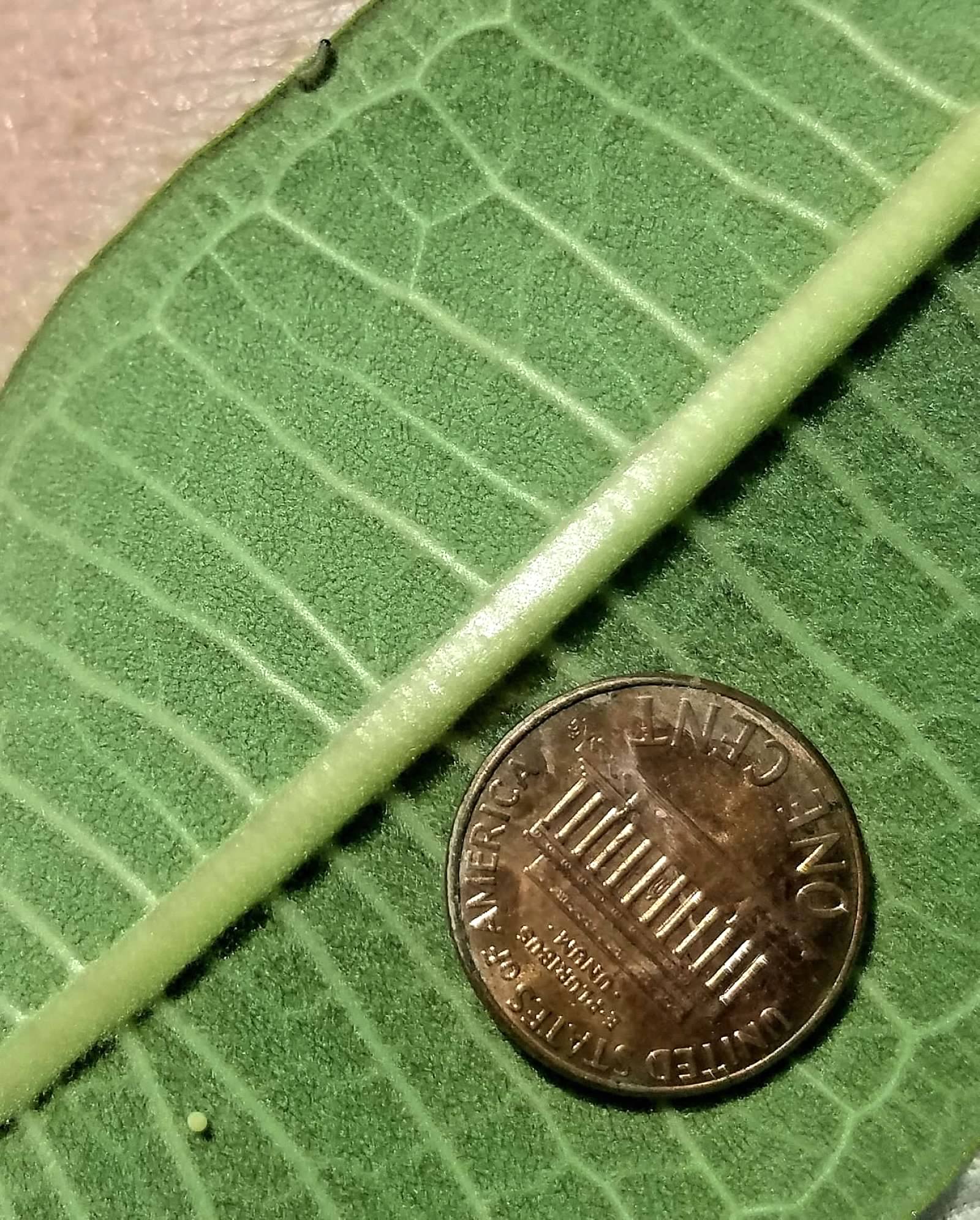 Showing the size of a monarch butterfly egg and newly hatched monarch caterpillar.