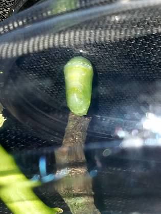 Monarch butterfly chrysalis 