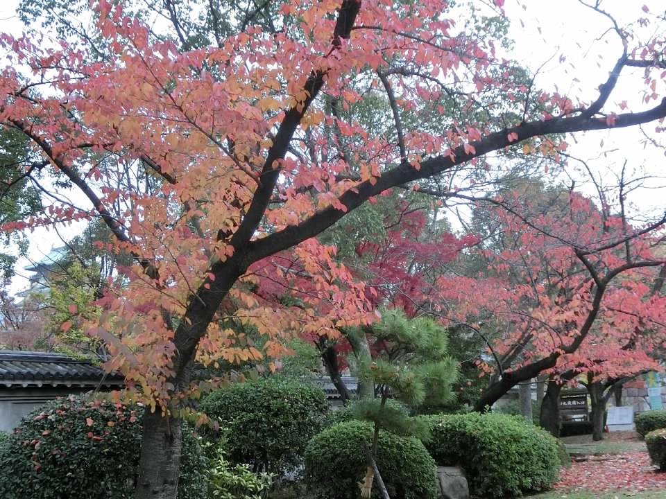 大阪城公園賞楓葉- 大阪城公園銀杏滿開超美 -大阪城公園-大阪城公園銀杏-自駕大阪-NHK-大阪景點推薦-goodspoon-交通攻略-