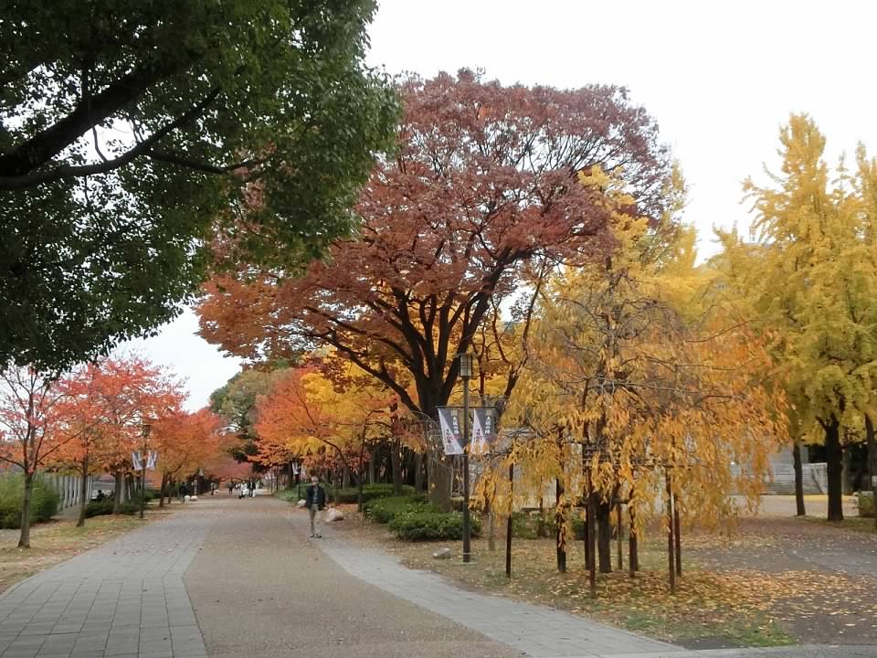 大阪城公園賞楓葉- 大阪城公園銀杏滿開超美 -大阪城公園-大阪城公園銀杏-自駕大阪-NHK-大阪景點推薦-goodspoon-交通攻略-