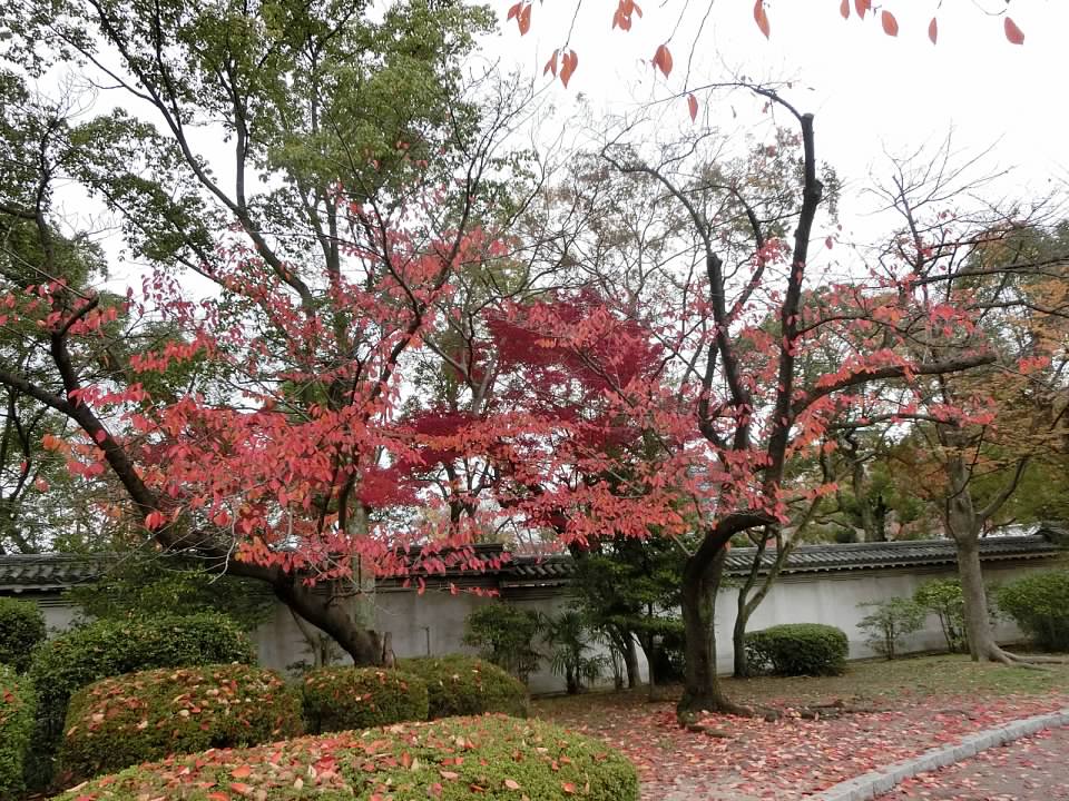 大阪城公園賞楓葉- 大阪城公園銀杏滿開超美 -大阪城公園-大阪城公園銀杏-自駕大阪-NHK-大阪景點推薦-goodspoon-交通攻略-