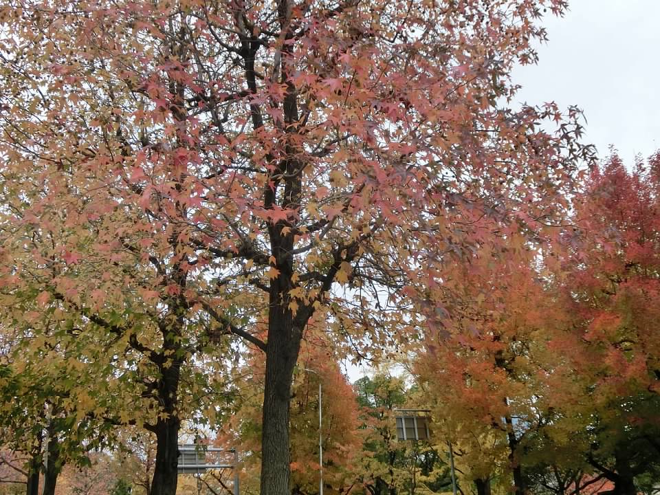 大阪城公園賞楓葉- 大阪城公園銀杏滿開超美 -大阪城公園-大阪城公園銀杏-自駕大阪-NHK-大阪景點推薦-goodspoon-交通攻略-