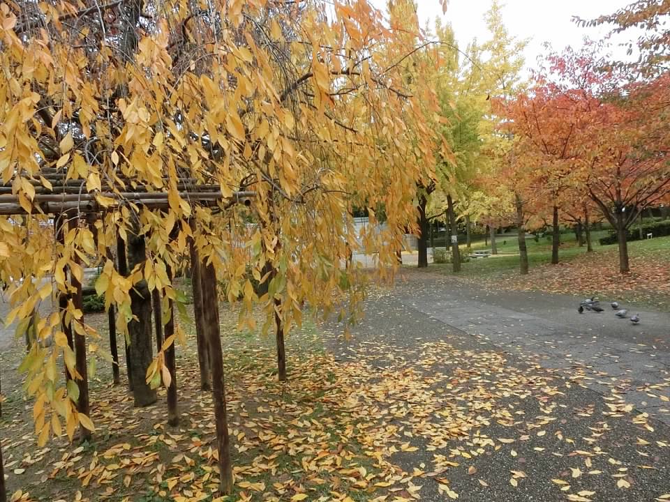 大阪城公園賞楓葉- 大阪城公園銀杏滿開超美 -大阪城公園-大阪城公園銀杏-自駕大阪-NHK-大阪景點推薦-goodspoon-交通攻略-