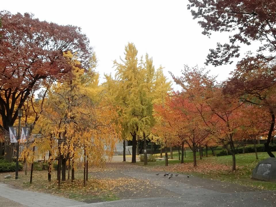 大阪城公園賞楓葉- 大阪城公園銀杏滿開超美 -大阪城公園-大阪城公園銀杏-自駕大阪-NHK-大阪景點推薦-goodspoon-交通攻略-
