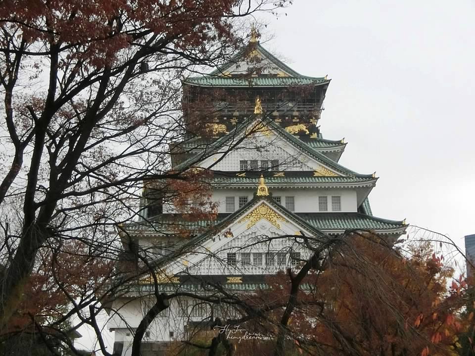 大阪城公園賞楓葉- 大阪城公園銀杏滿開超美 -大阪城公園-大阪城公園銀杏-自駕大阪-NHK-大阪景點推薦-goodspoon-交通攻略-