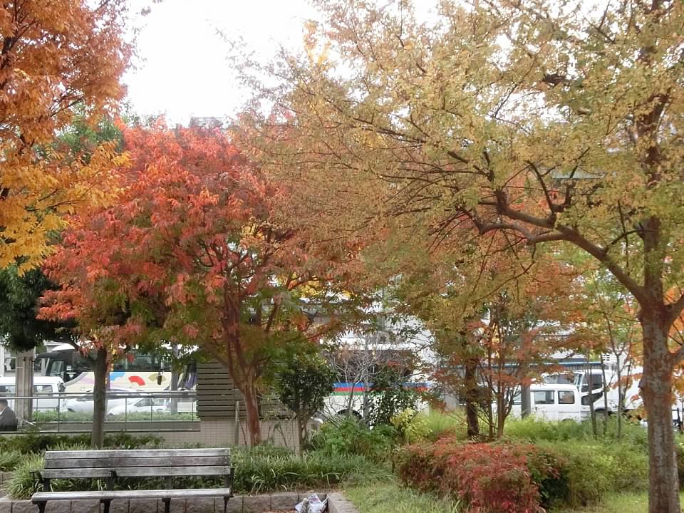 大阪城公園賞楓葉- 大阪城公園銀杏滿開超美 -大阪城公園-大阪城公園銀杏-自駕大阪-NHK-大阪景點推薦-goodspoon-交通攻略-