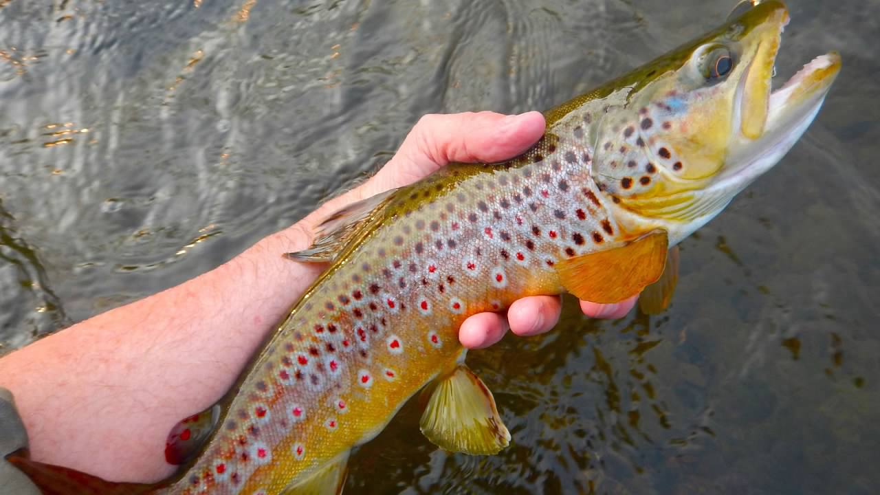 Poconos lure trout anglers