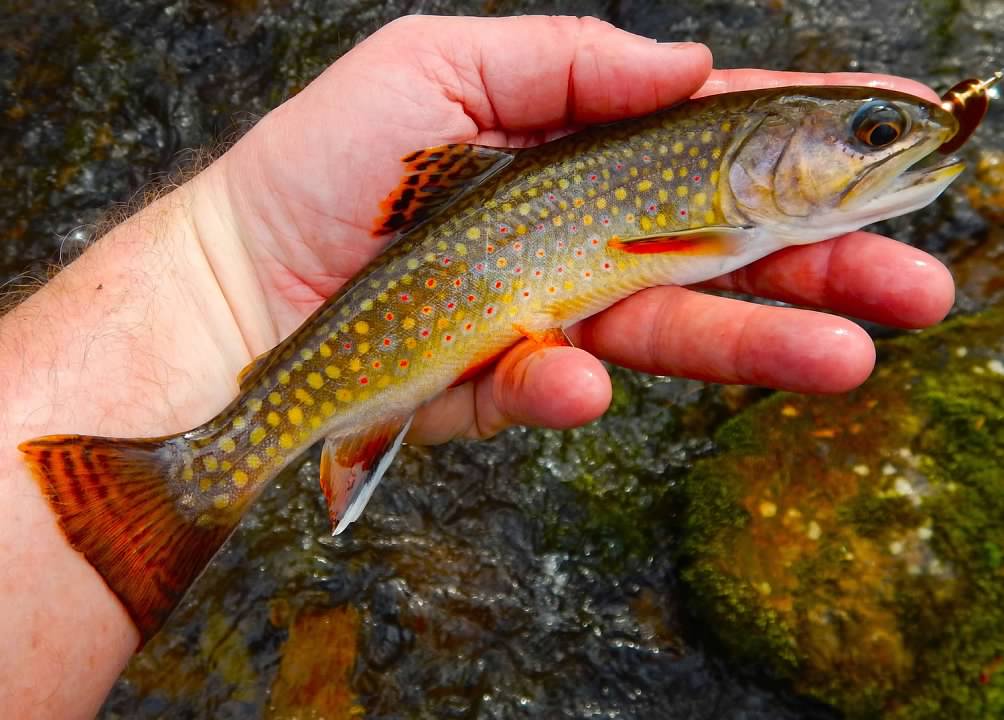 april-trout-treks-the-huntingpa-outdoor-community