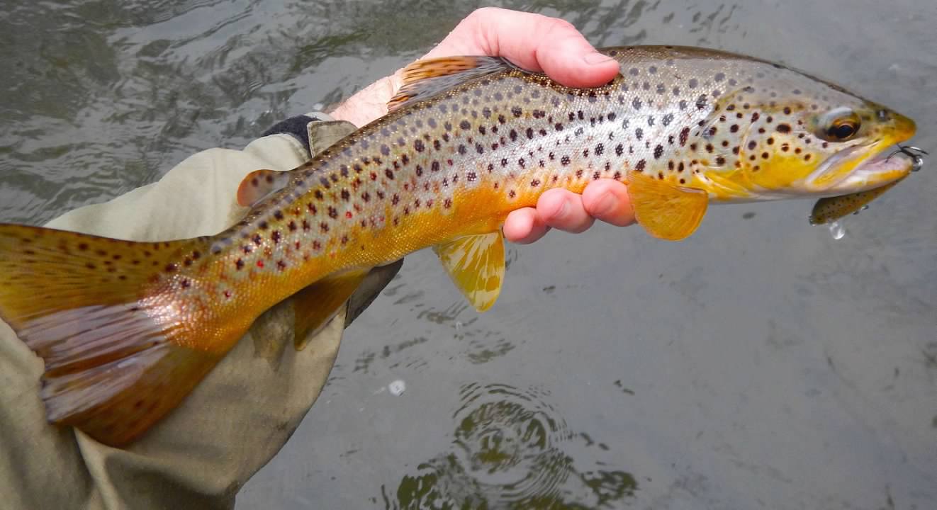 Winter Trout Fishing  The  Outdoor Community