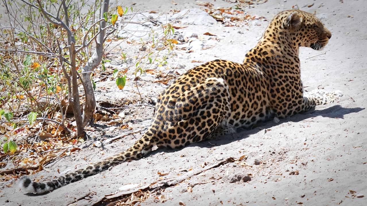Leopard