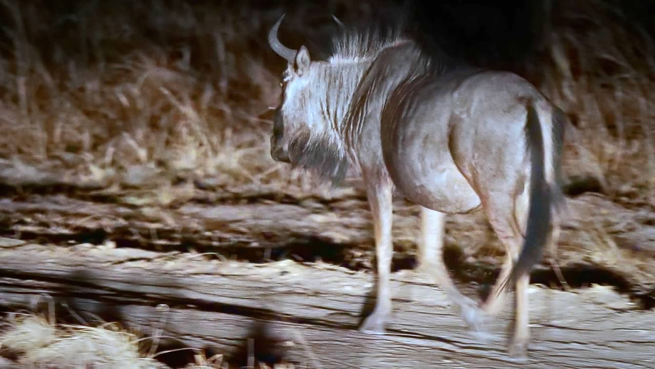 Wildebeest (Gnu)