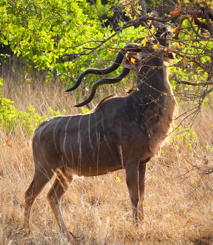 Male Kudu