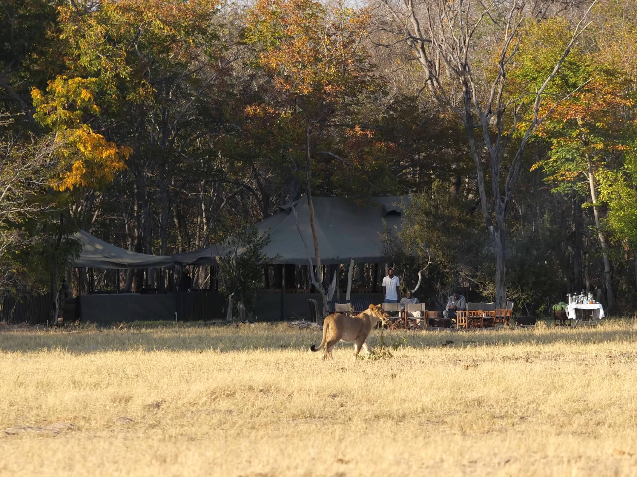 Lion right in front of our camp