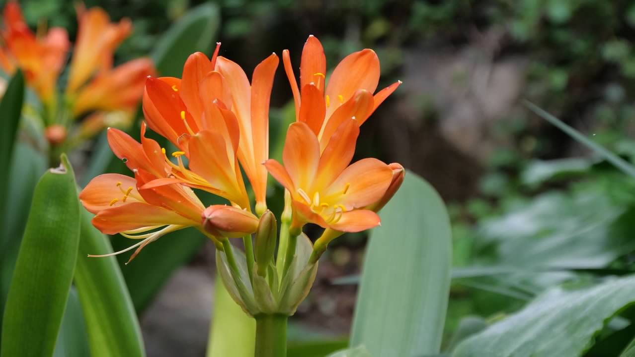 Kirstenbosch National Botanical Gardens