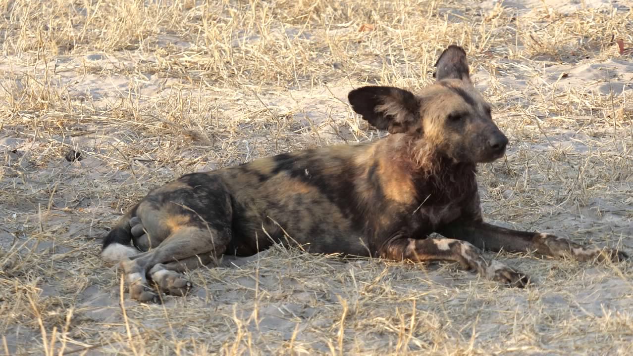 African painted dog