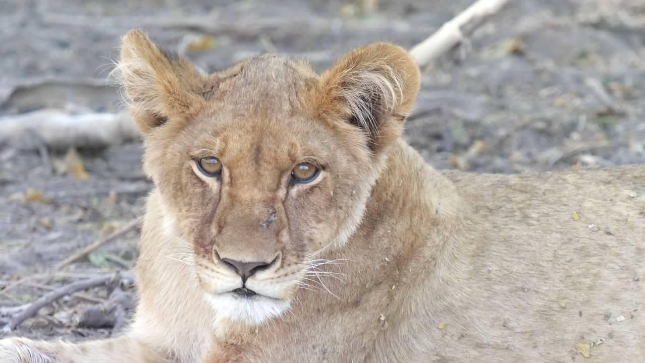 Lion cub