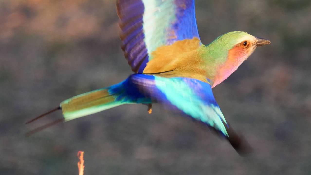 Lilac-breasted Roller in flight