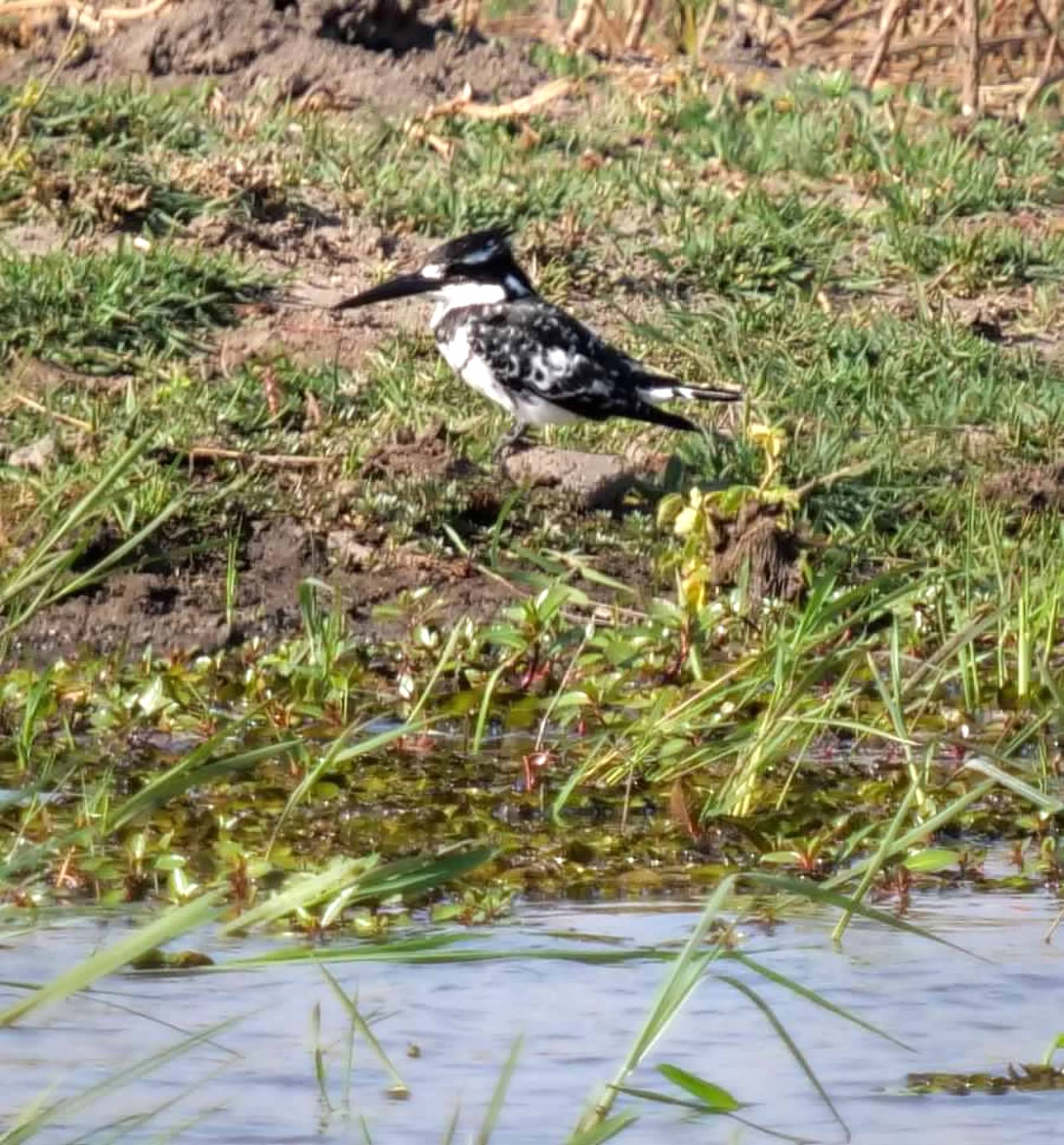 Pileated kingfisher