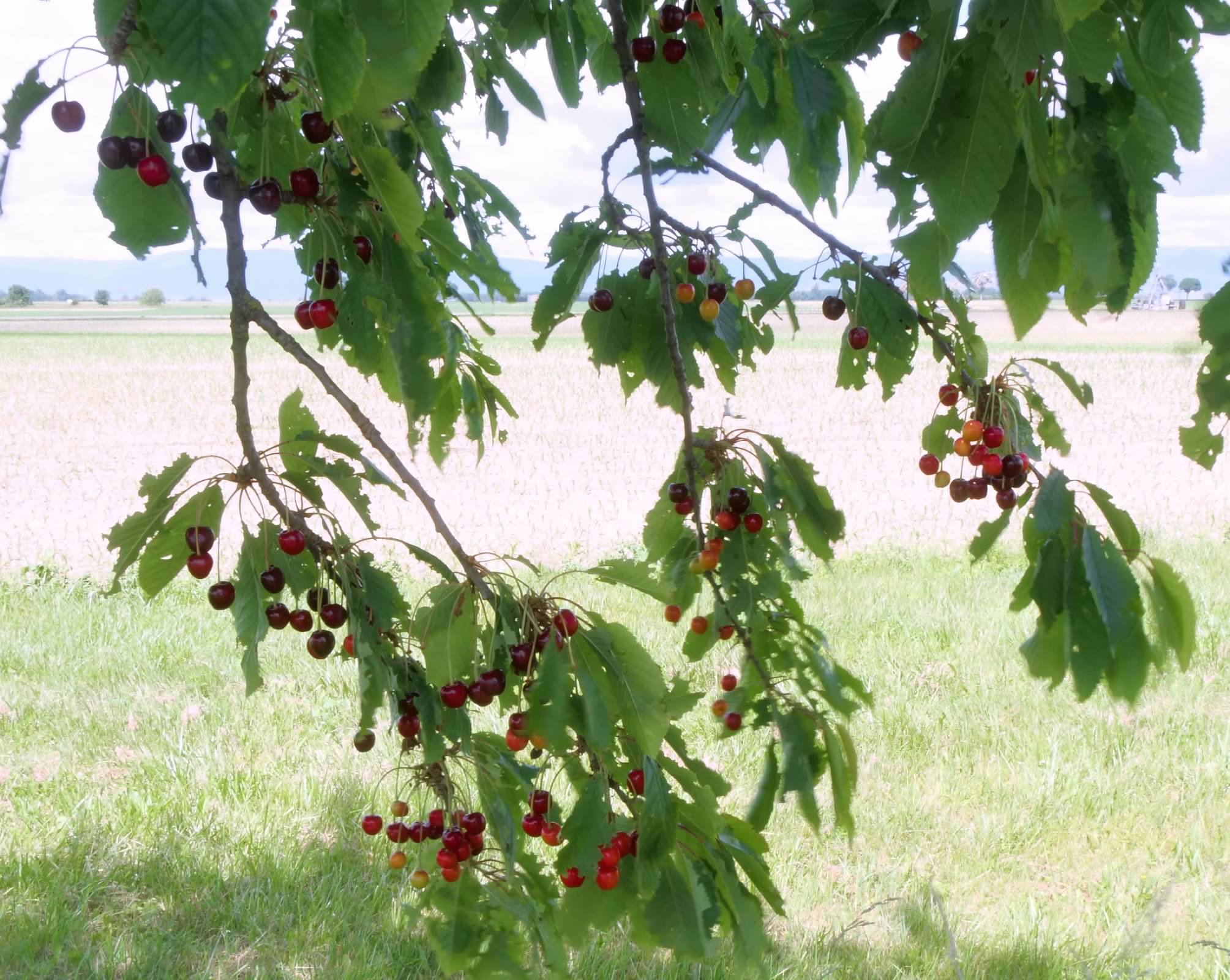 Cherries