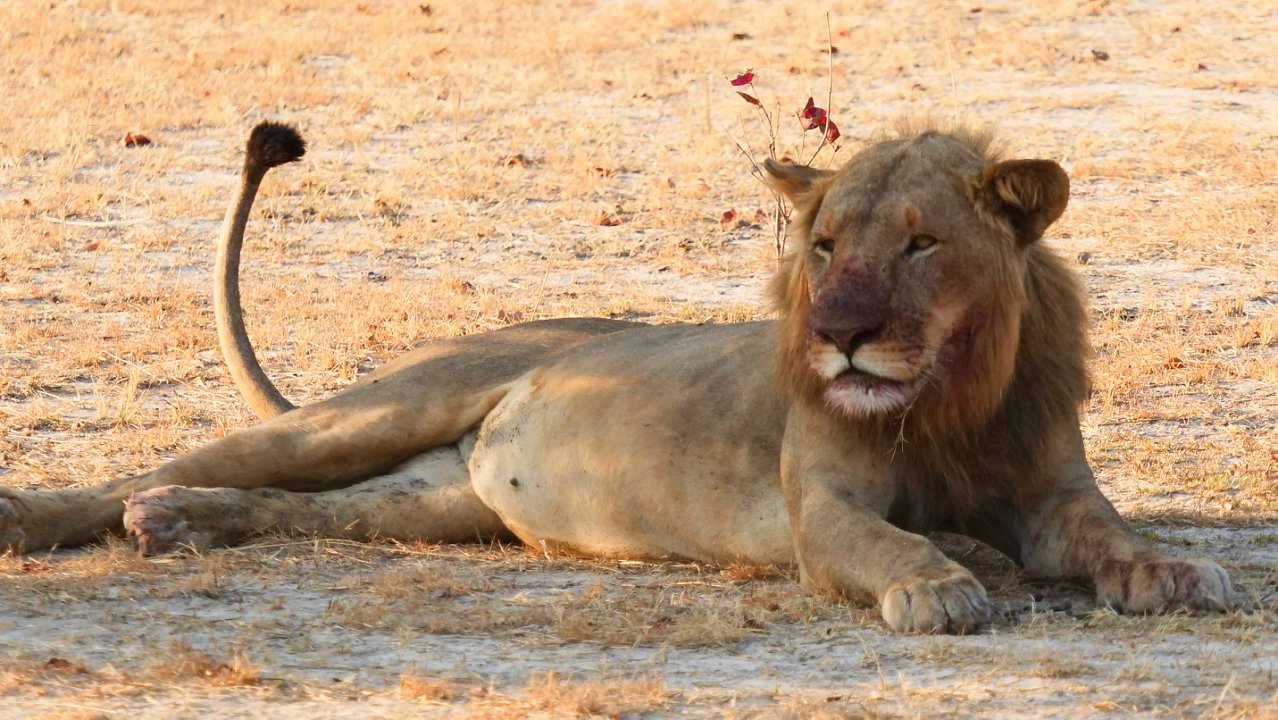 Young male Lion
