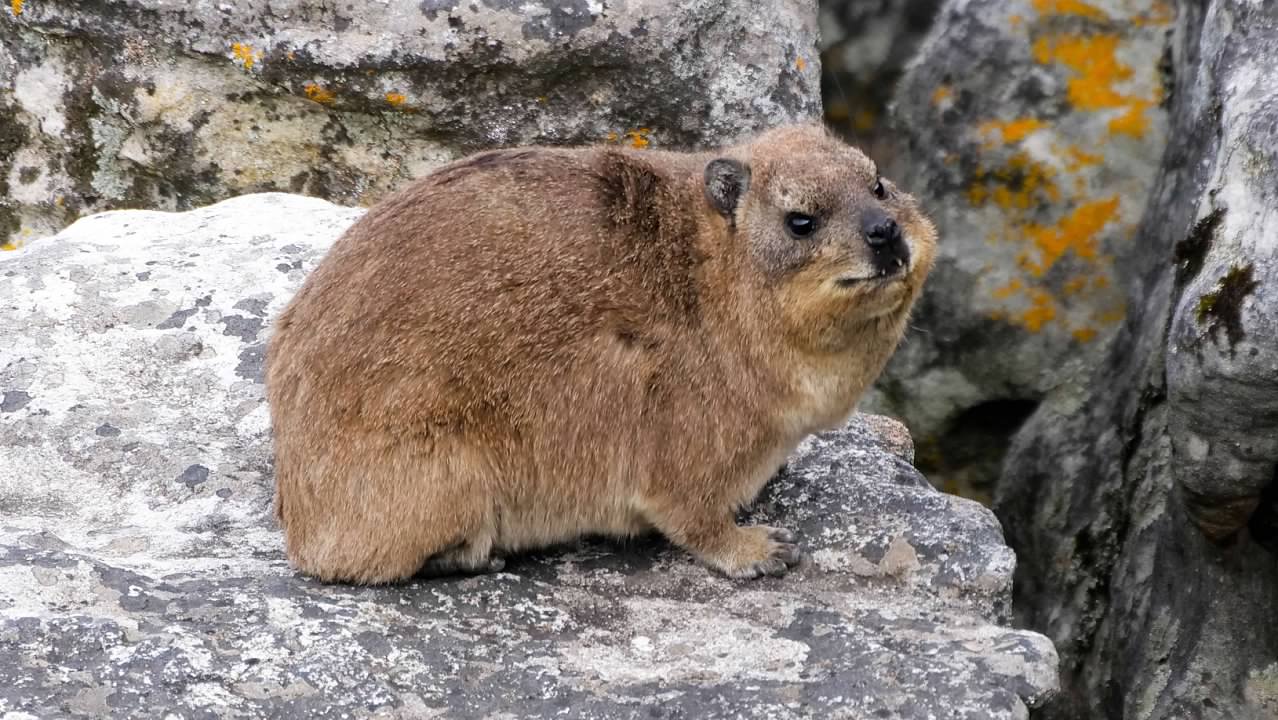 Hyrax