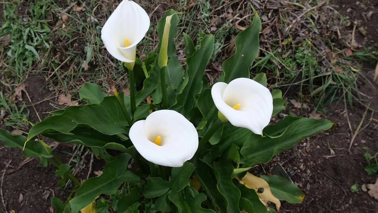 Kirstenbosch National Botanical Gardens