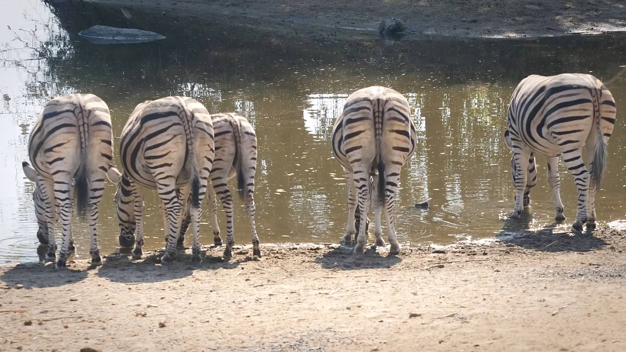 Zebras drinking
