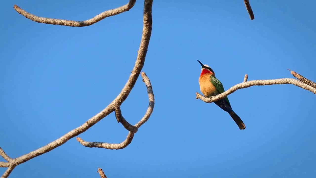 White-fronted bee-eater