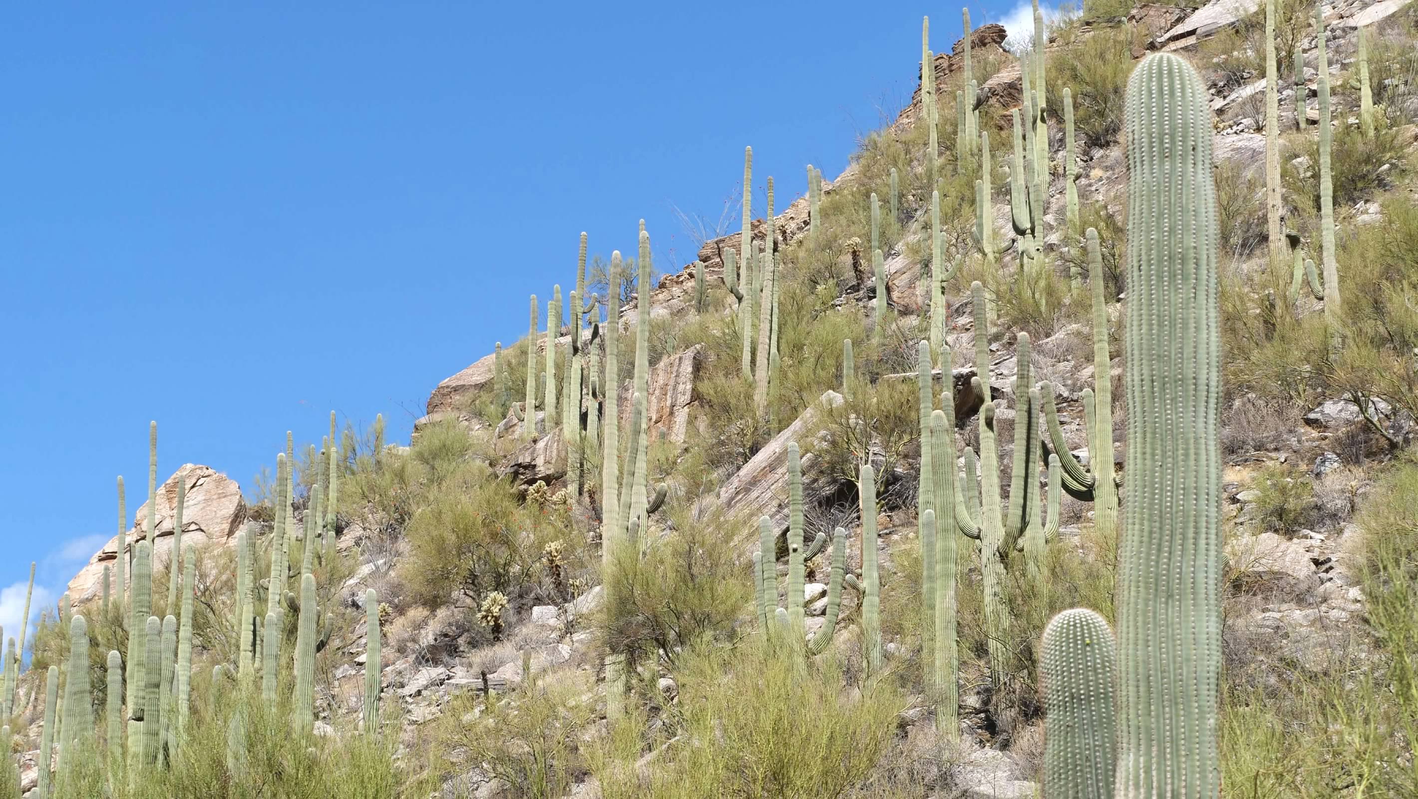 Saguaro at Sabino Canyon