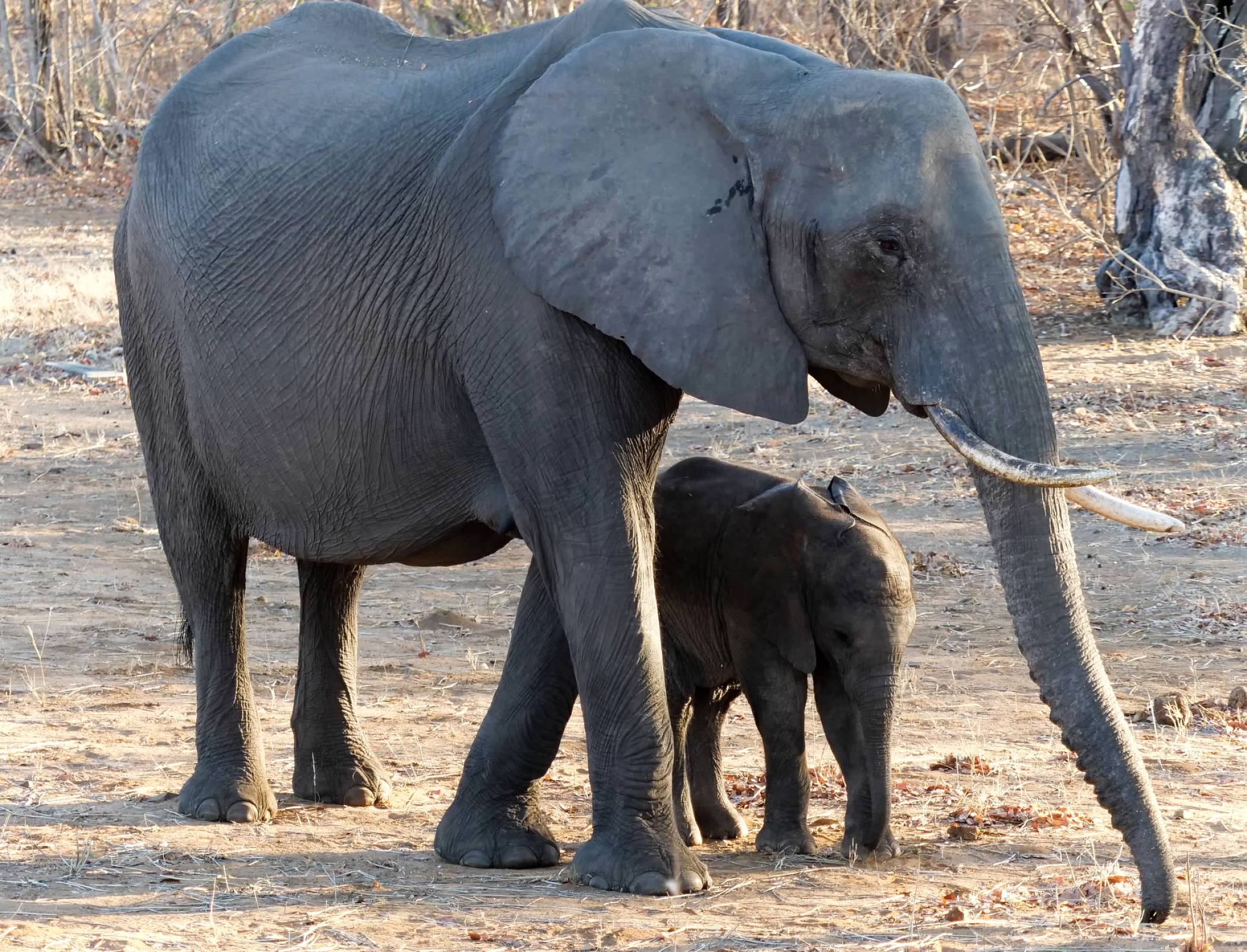Elephant with calf