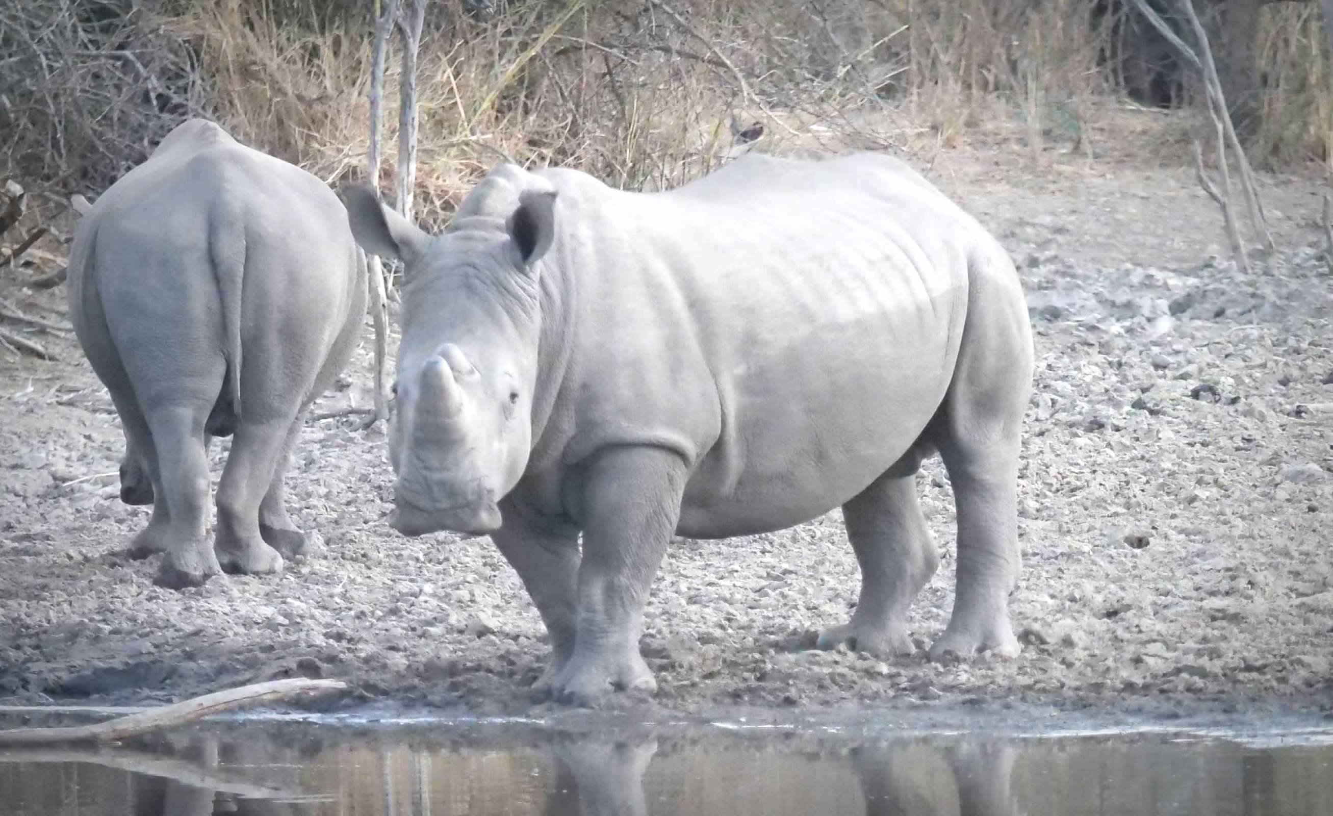 Rhinoceros