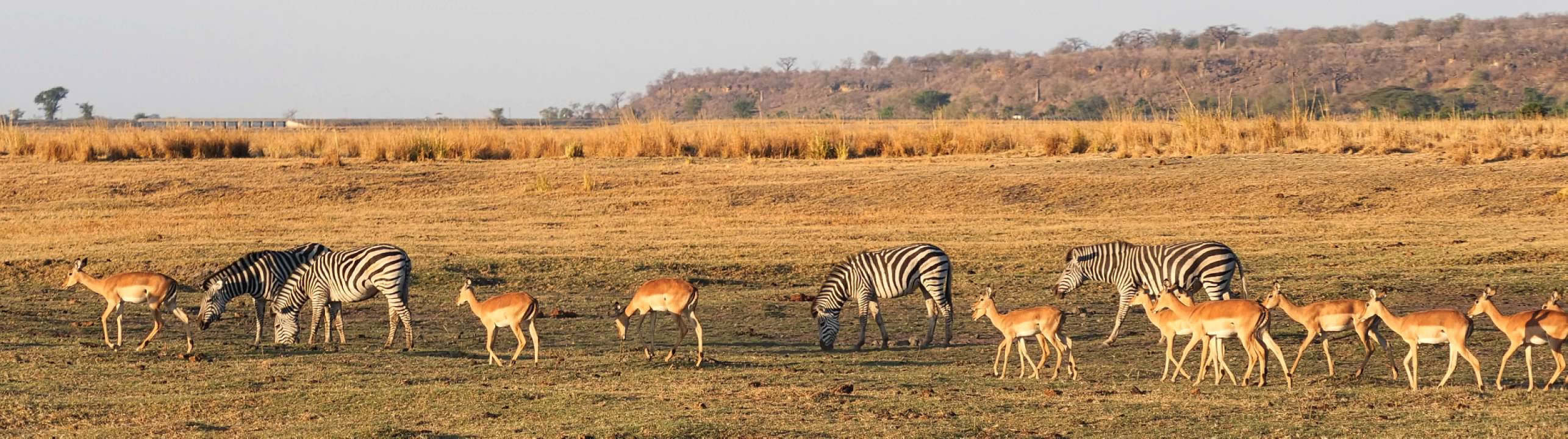 Impalas and zebras
