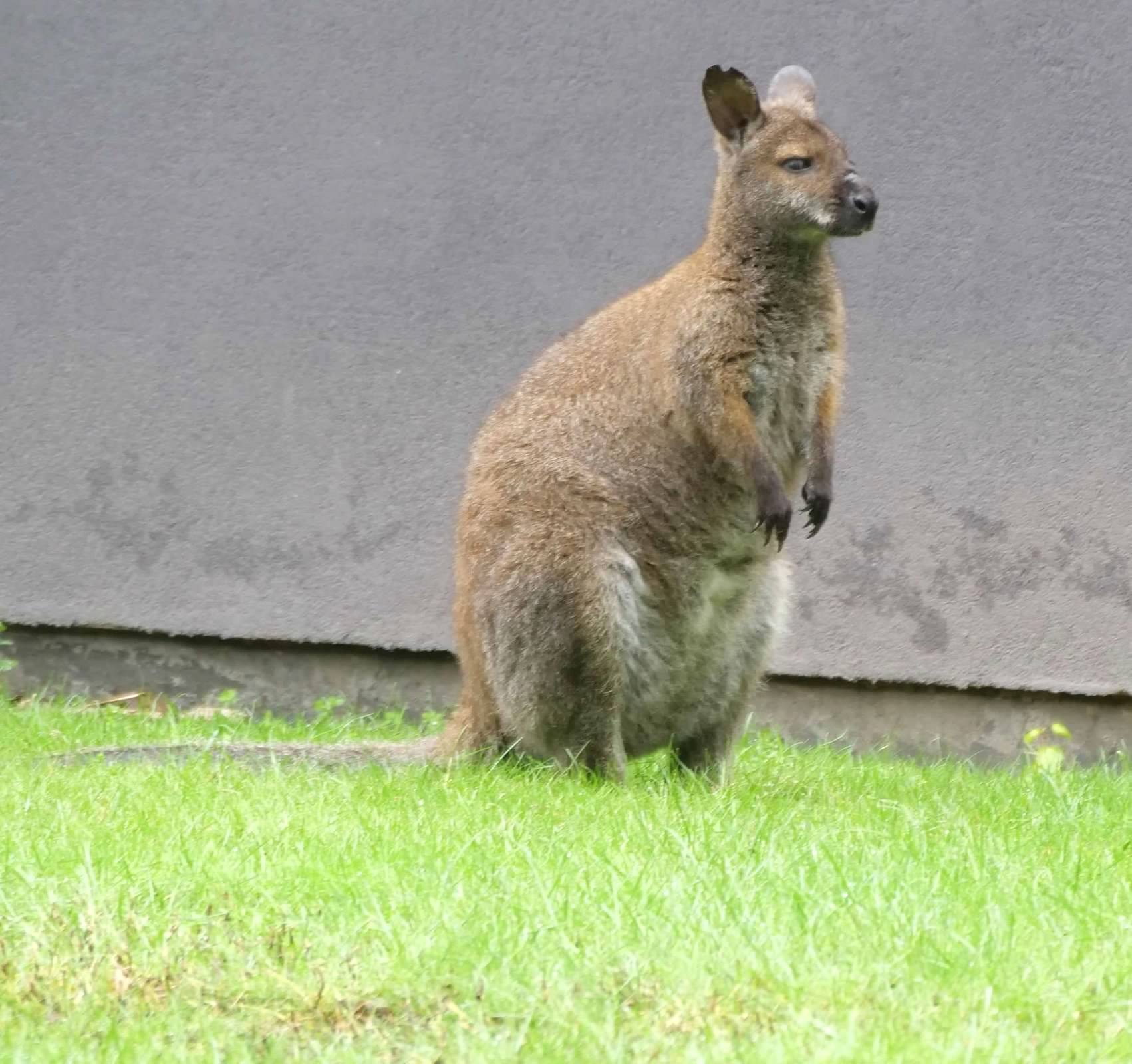 Wallaby